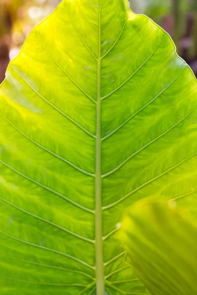 Grande sfondo foglia verde . — Foto Stock