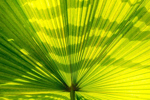 Sfondo foglia di palma verde. — Foto Stock