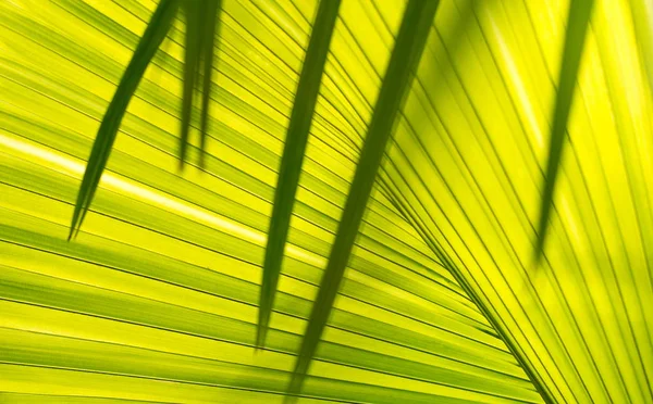 Sfondo foglia di palma verde. — Foto Stock