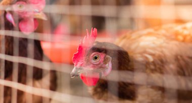 Kafa tavuk, tavuk çiftliğinde.