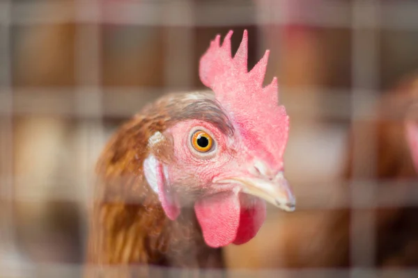 Pollos de cabeza, Pollos en la granja . — Foto de Stock