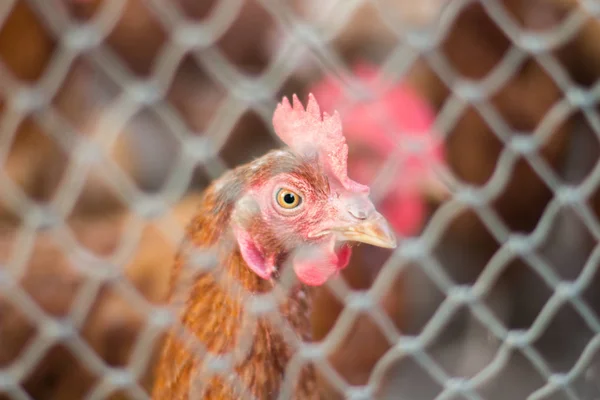 Pollos de cabeza, Pollos en la granja . — Foto de Stock