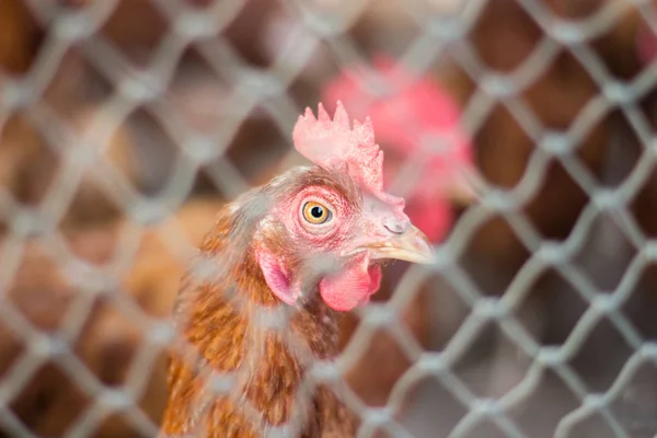 Pollos de cabeza, Pollos en la granja . — Foto de Stock