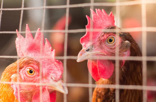 Pollos de cabeza, Pollos en la granja . — Foto de Stock