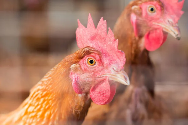 Pollos de cabeza, Pollos en la granja . — Foto de Stock