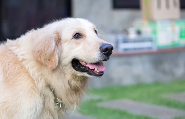 Dog Golden Retriever with blurred background.