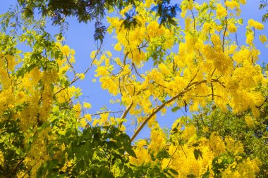 Mavi gökyüzü arka plan ile altın duş ağacı.