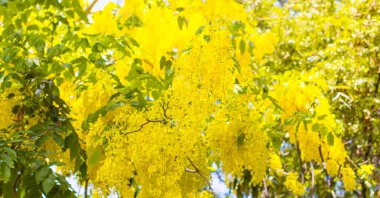 Mavi gökyüzü arka plan ile altın duş ağacı.