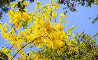 Mavi gökyüzü arka plan ile altın duş ağacı.