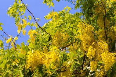 Mavi gökyüzü arka plan ile altın duş ağacı.