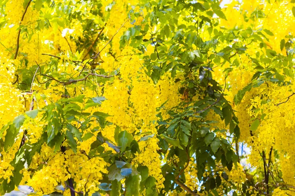 Mavi gökyüzü arka plan ile altın duş ağacı.