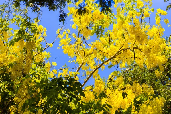 Goldener Duschbaum Mit Blauem Himmel Hintergrund — Stockfoto