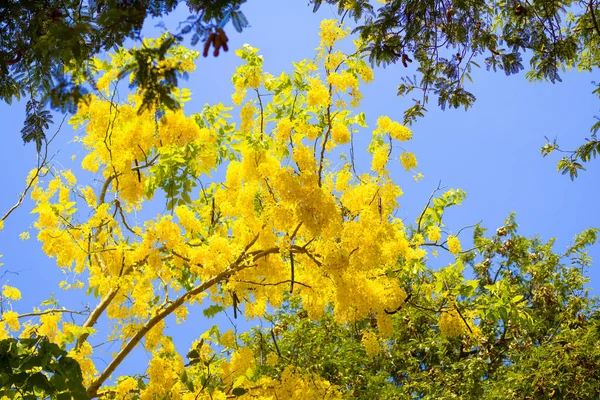 Goldener Duschbaum Mit Blauem Himmel Hintergrund — Stockfoto