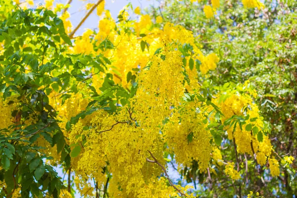 Mavi gökyüzü arka plan ile altın duş ağacı.