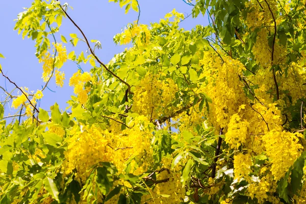 Goldener Duschbaum Mit Blauem Himmel Hintergrund — Stockfoto
