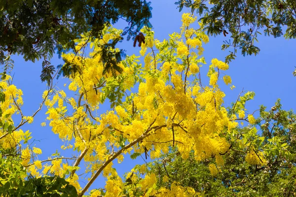 Golden Shower Tree Blue Sky Background — Stock Photo, Image