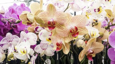 Orkide çiçekleri. Güve veya Phalaenopsis orkide, güzel renkli