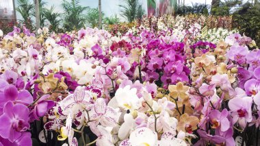 Orkide çiçek. Güve veya Phalaenopsis orkide, güzel renkli b