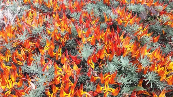 Papağan'ın Gaga, gem mercan veya lotus şarap (Lotus berthelotii çiçek — Stok fotoğraf