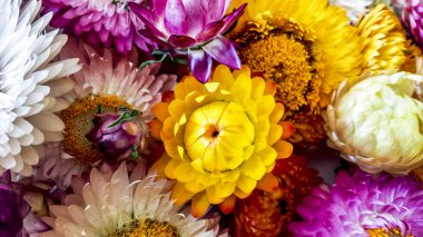 Renkli kuru sonsuz saman çiçek portre. Kağıt papatya.