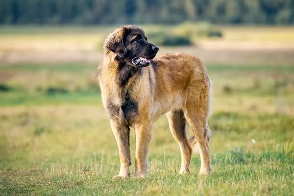 Leonberger cão na natureza — Fotografia de Stock