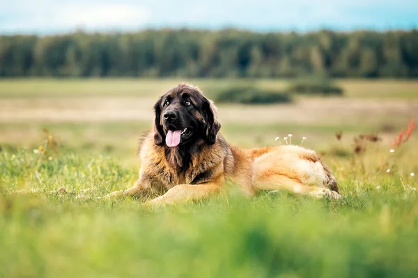 Leonberger köpek doğada