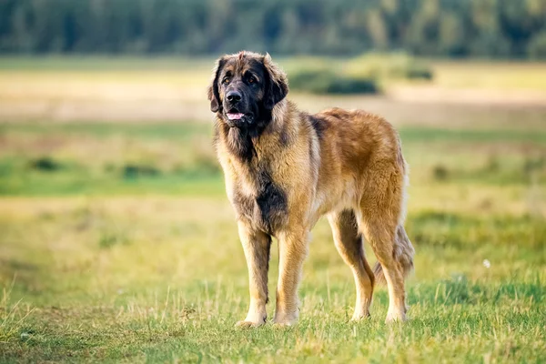 Leonberger köpek doğada