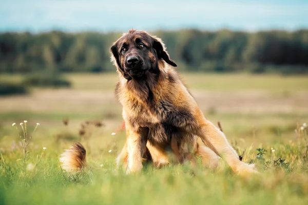 Leonberger σκύλος στη φύση — Φωτογραφία Αρχείου