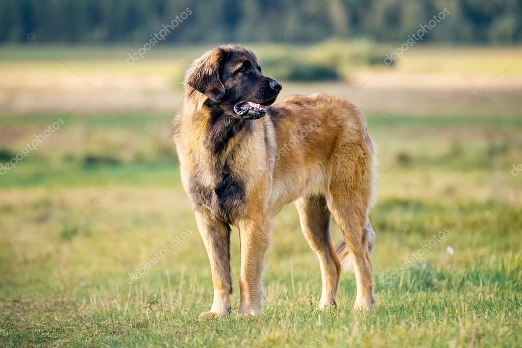 Leonberger Dog Leonberger Dog In Nature — Stock Photo