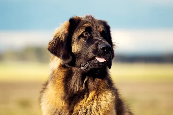 Leonberger a kutya a természetben — Stock Fotó