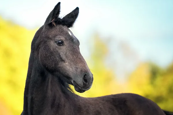 Retrato de potro gris cruzada caballo árabe y trotter Orlov —  Fotos de Stock