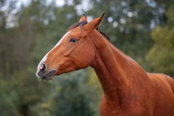 Porträt eines braunen hannoverschen Pferdes — Stockfoto