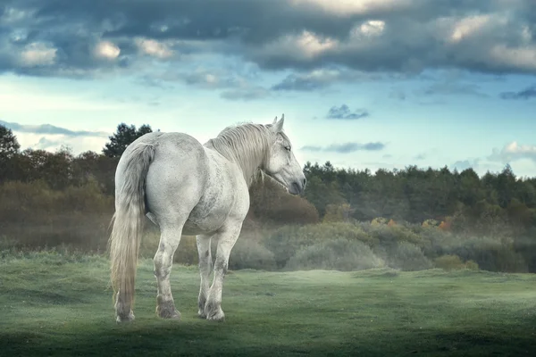 秋霧の草原に大きな灰色馬像 — ストック写真