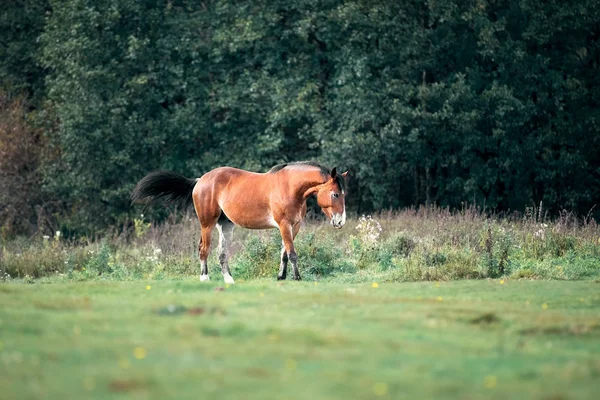 Big bay horse in the autumn meadow — Stock Photo, Image