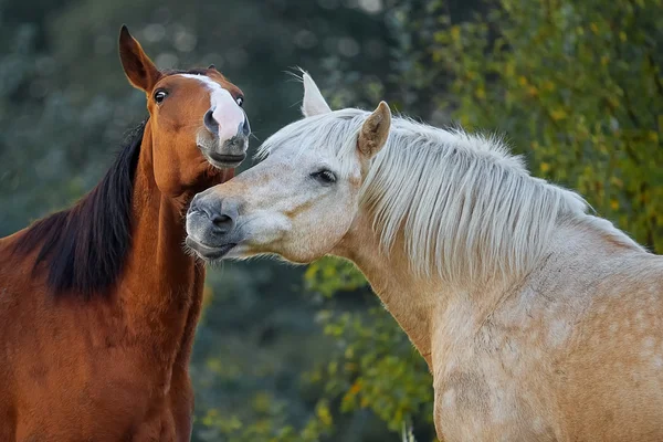 Koń miłość i czułość — Zdjęcie stockowe
