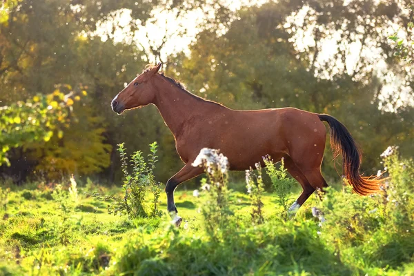 Rotes Pferd trabt im herbstlichen Wald — Stockfoto
