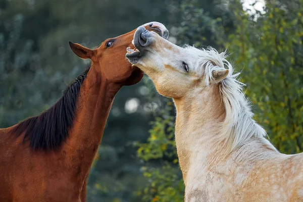 Amour et tendresse des chevaux — Photo