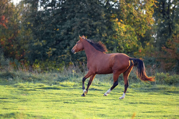 Bay horse runs in the autumn field