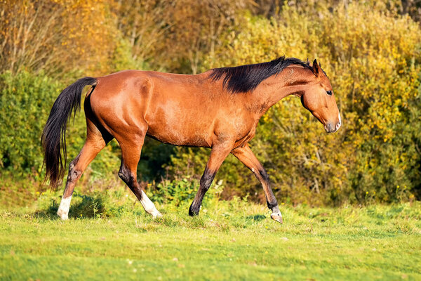 Bay horse runs in the autumn field