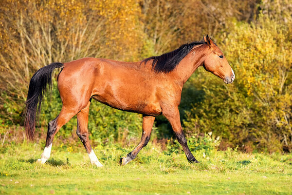 Bay horse runs in the autumn field