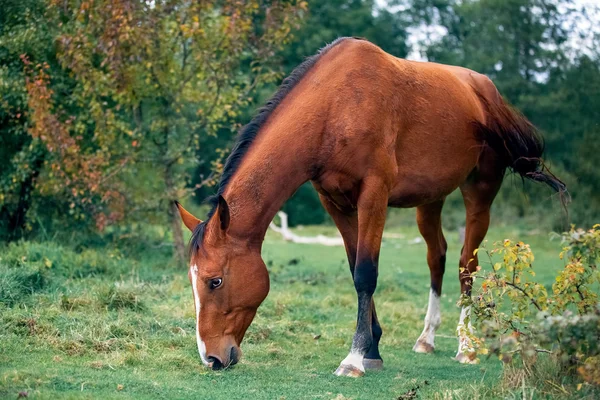 Bay horse eating grass in the meadow — Stock Photo, Image