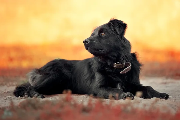 Cão rafeiro jaz no chão — Fotografia de Stock