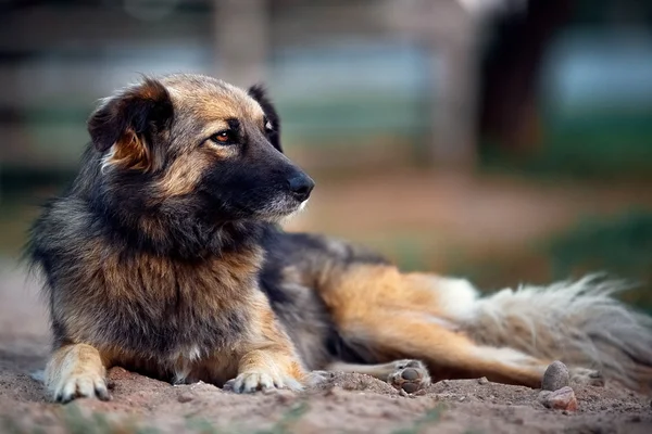 Mongrel ligt hond op de grond — Stockfoto