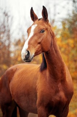 Defne Hannoverli at portresi