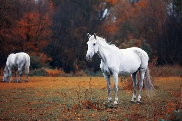 草原灰色の馬の秋の肖像画 — ストック写真