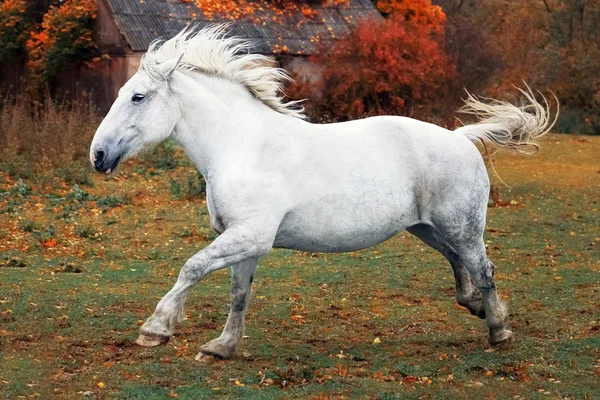Retrato de outono de galopando grande cavalo cinza — Fotografia de Stock