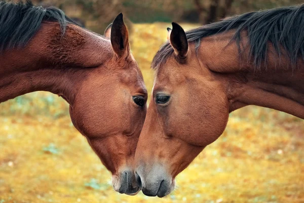 Amour et tendresse des chevaux — Photo