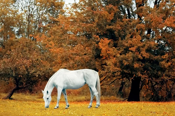 灰色の馬が牧草地で草を食べて — ストック写真