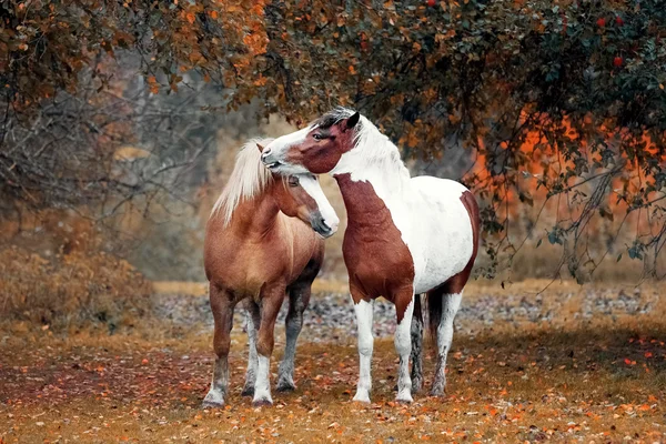 Amour et tendresse des chevaux — Photo