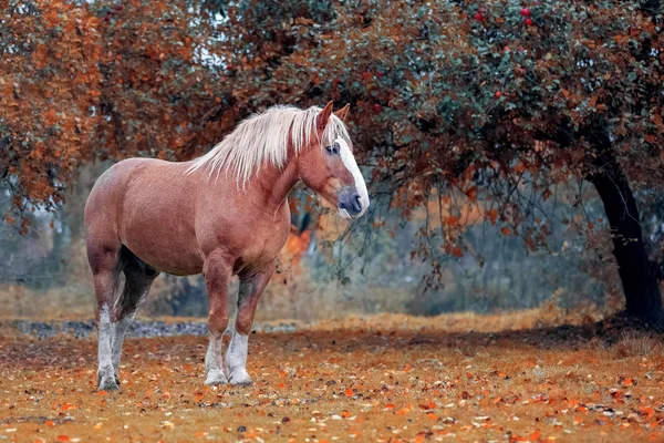 Retrato de un calvo bielorruso caballo de tiro —  Fotos de Stock